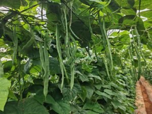 Habichuelas verdes producto de cercanía